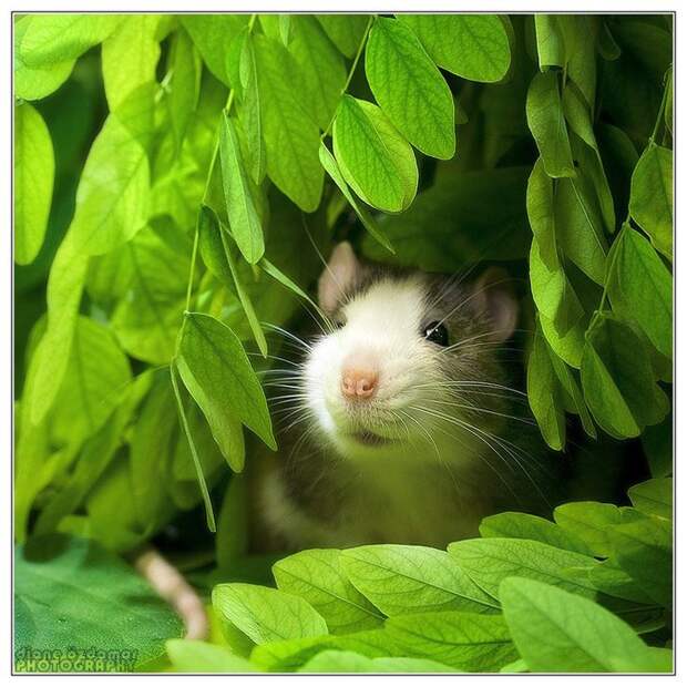 4326608_7 (700x700, 150Kb)