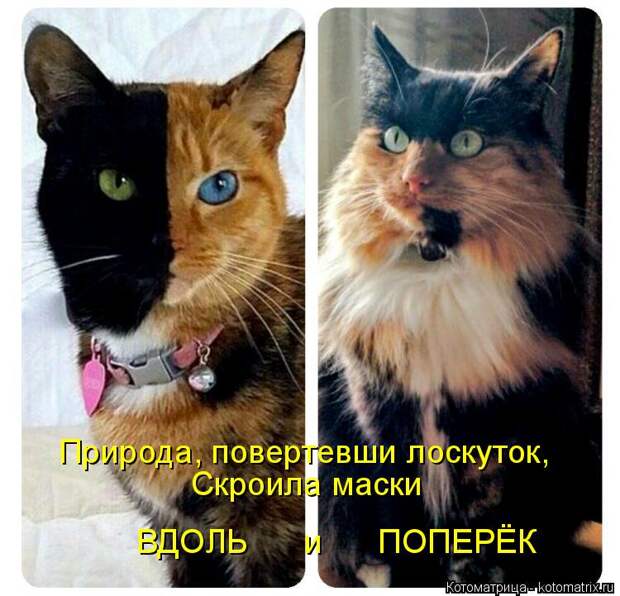 Котоматрица: Природа, повертевши лоскуток, Скроила маски  ВДОЛЬ      и      ПОПЕРЁК