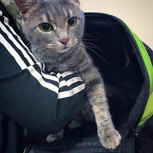 Девушка с кошкой Кошка на руках