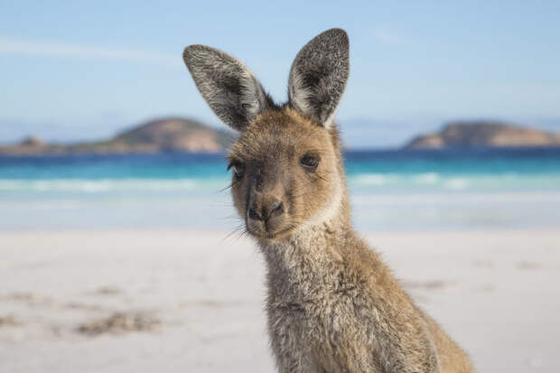 4. Кенгуру на пляже в Лаки-Бей австралия, фотографии природы
