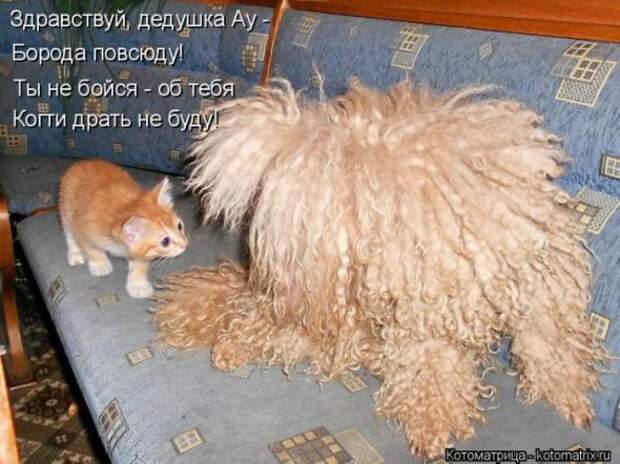 Котоматрицы(картинки с надписями)