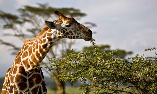Жирафы едят акацию
