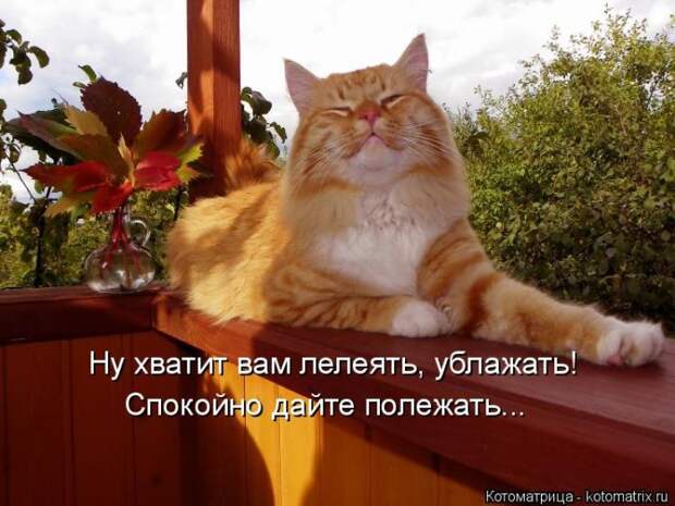Лучшие котоматрицы недели (50 фото)