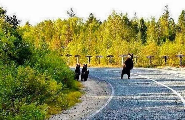 Милые и забавные медведи и медвежата на снимках