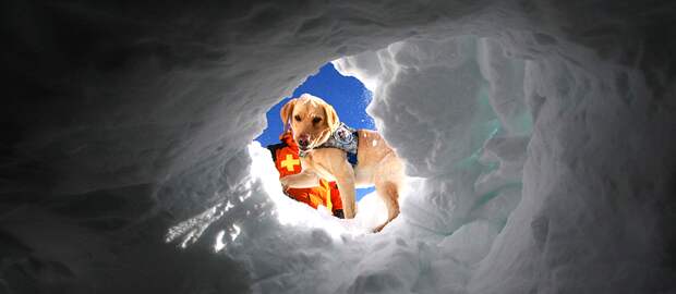 Властители нашей планеты