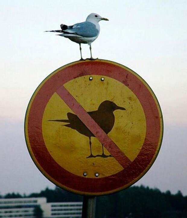 Приколы