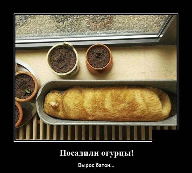 Демотиваторы (30 фото)