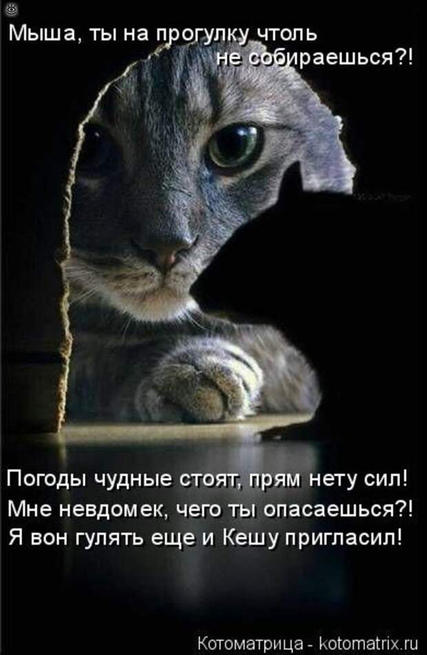 Приколы в котоматрице 23