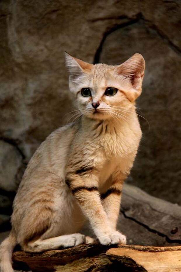 Песочный кот