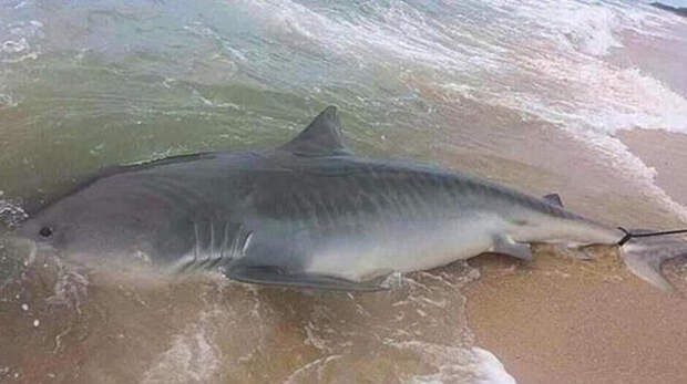 Жительница Австралии поймала акулу голыми руками
