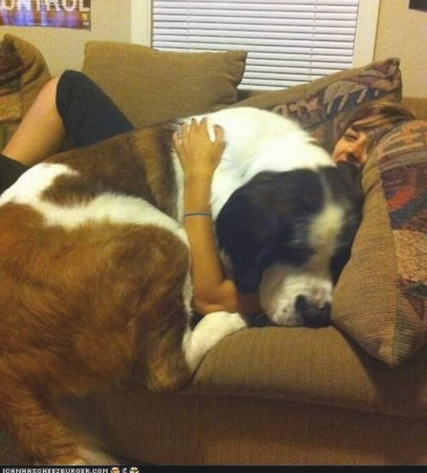This dog who is definitely hogging the couch.
