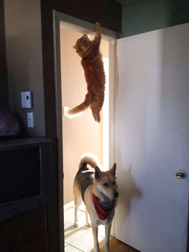 Кот-ниндзя. Кот-ниндзя.