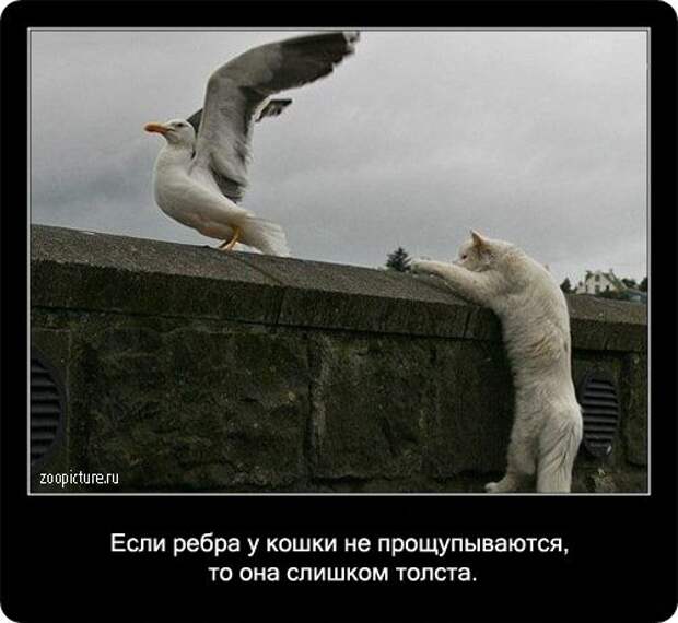 Факты о кошках в картинках