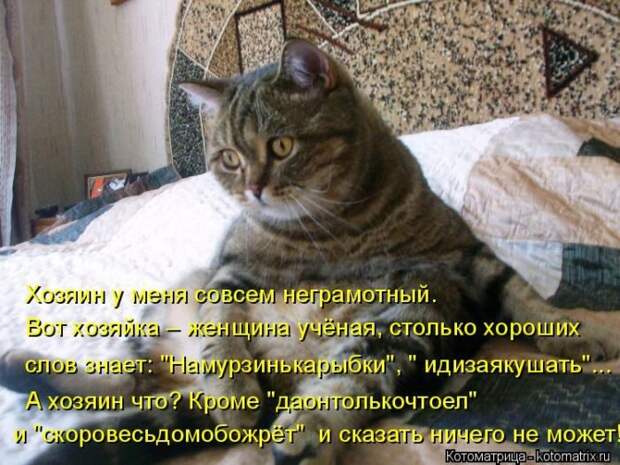 Кошатина да псятинка позитивная, этакая забавная, с надписями, очень много на выходные