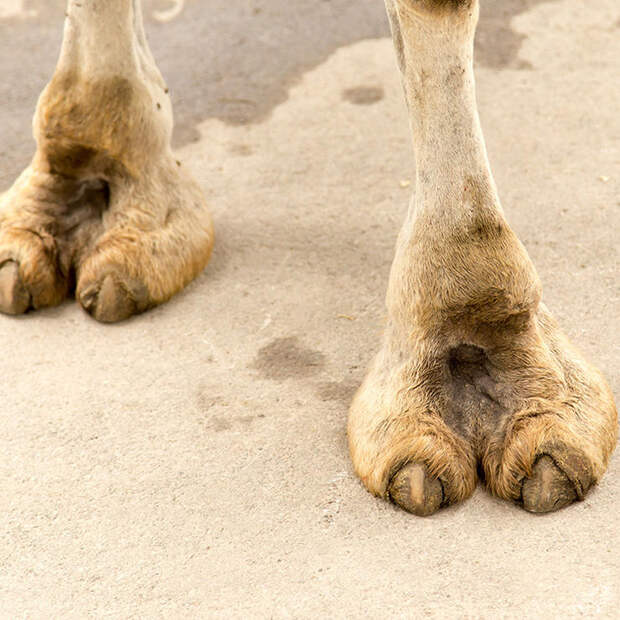 6-camel-toe-slideshow-camel-toe