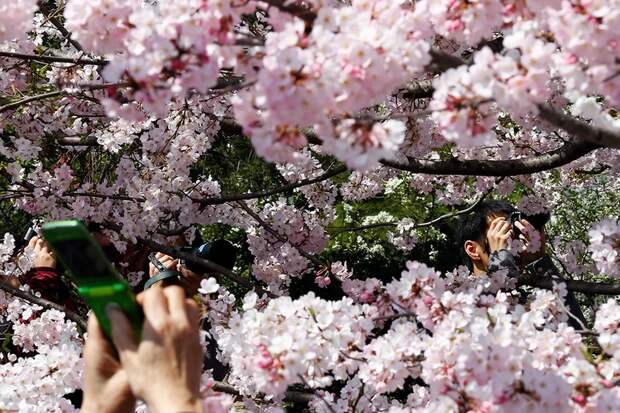 Интересные факты о цветении сакуры