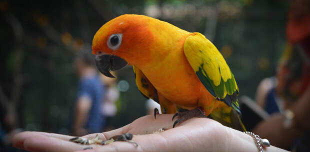 Петербуржец заплатит 45 тысяч рублей штрафа за перекус кормом для попугаев