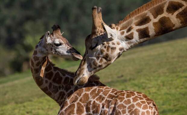 Детеныш жирафа весит 50 кг при росте в 180 см