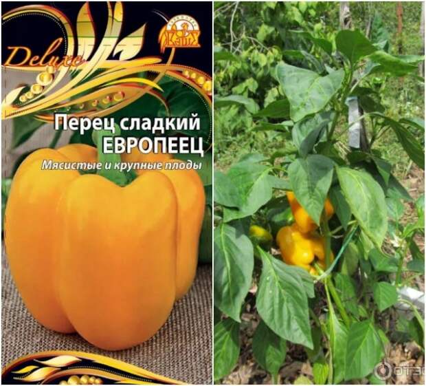 перец европеец