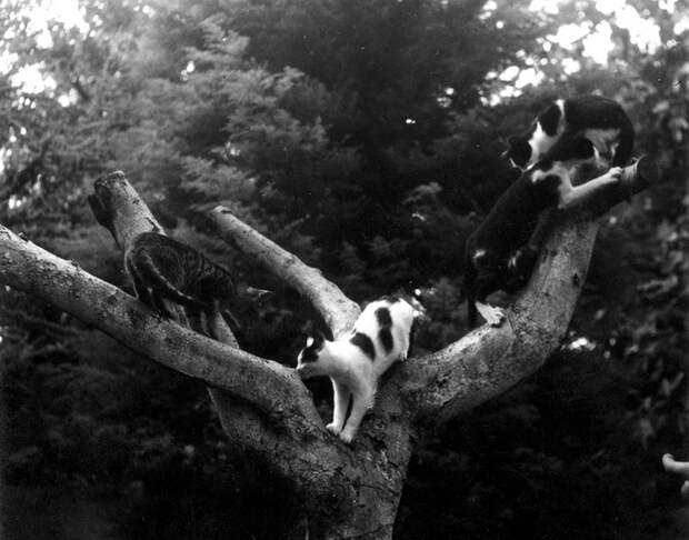 Кошки Хэмингуэя на дереве. Куба, Сан-Франциско де Паула, Финка Вихия. Кошки Хэмингуэя на дереве. Куба, Сан-Франциско де Паула, Финка Вихия.