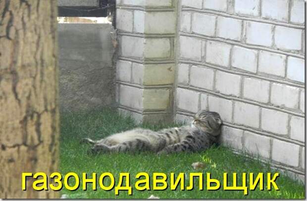 kotomatritsa_xp