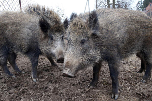 Гибрид кабанов и свиней успешно распространился в радиоактивной зоне Фукусимы