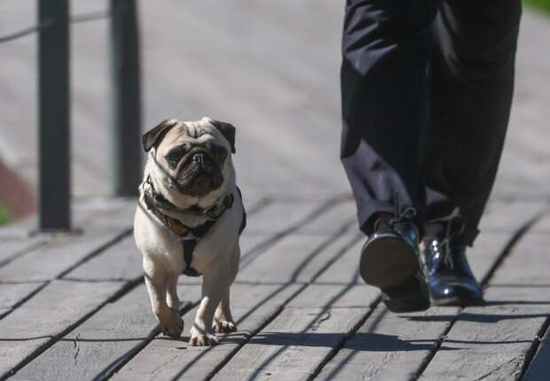 Ветеринар Алешина: пробежки с хозяином могут навредить здоровью мопсов и такс