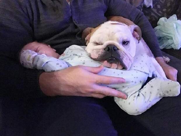 Новорожденный и собака