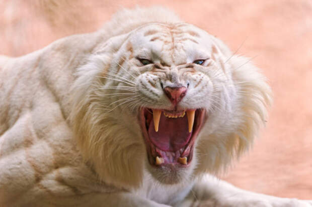 Удивительный окрас белых тигров