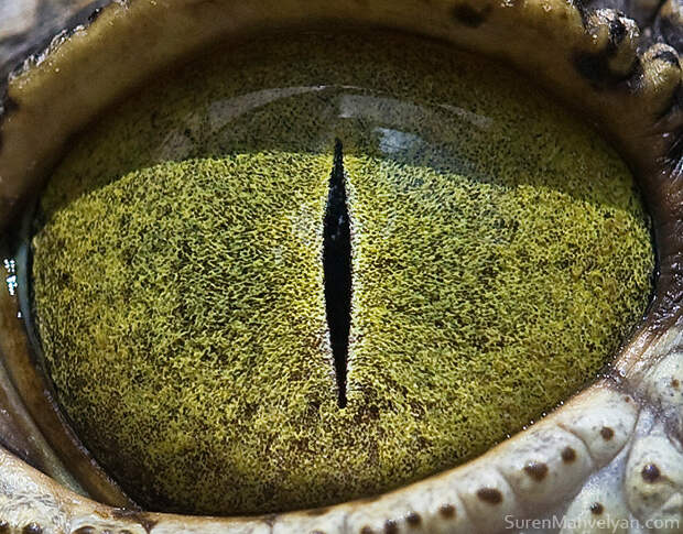 Глаза животных на снимках армянского фотографа Сурена Манвеляна