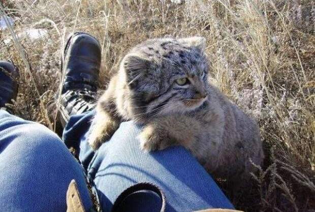 Найденыши животные, коты