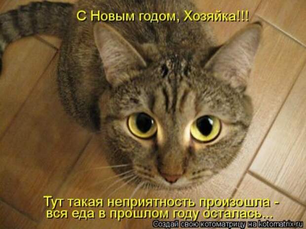 1451492487_kotomatritsa_wv