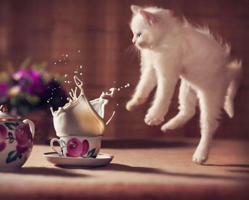 В нужном месте и в нужное время: 20 самых смешных фотографий с котами
