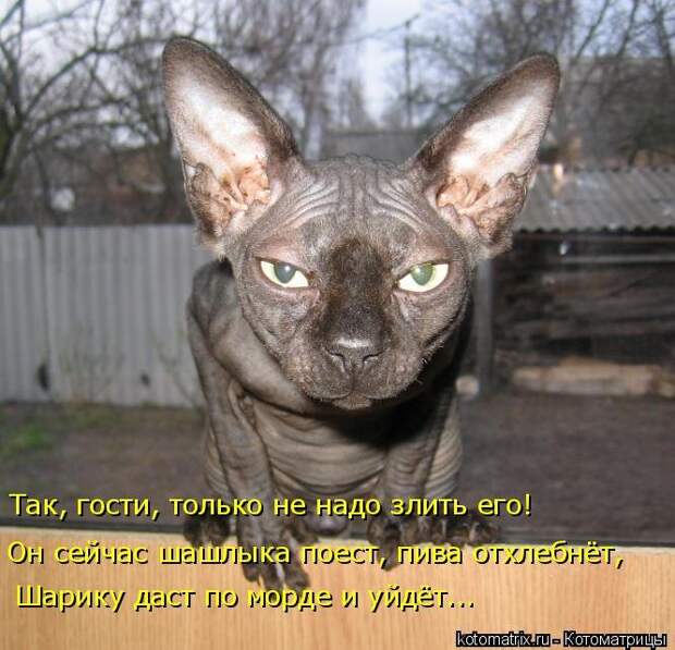 1474017245_kotomatricy-8