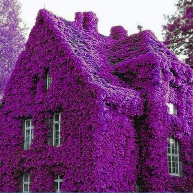 Самые красивые дома на планете, утопающие в цветах