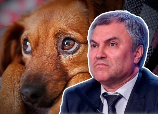 Госдума может разрешить убийство собак 