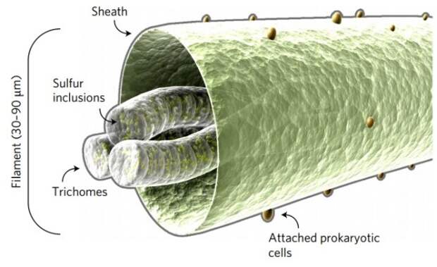 Thiolava veneris