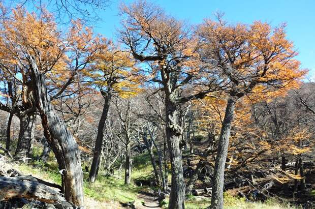 Patagonia19 Patagonia19 Патагония: Прогулка к горе Фицрой