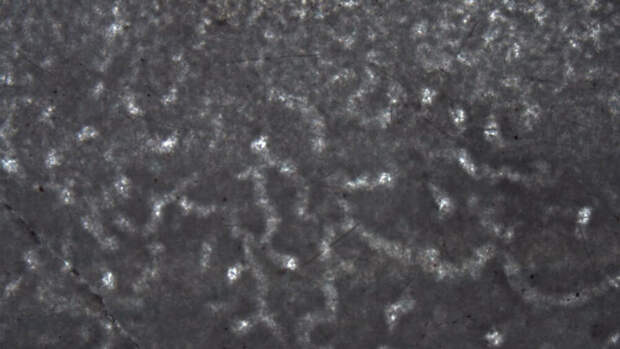evolution animals 890-million-year-old sponge fossil