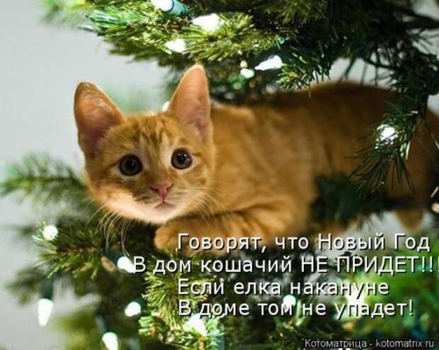 Новая котоматрица (44 шт)