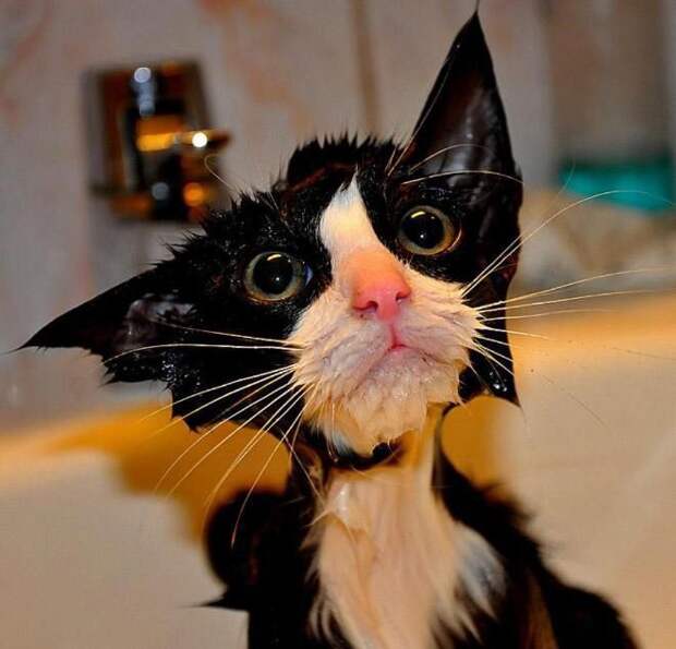 Коты и водные процедуры кот, вода, юмор