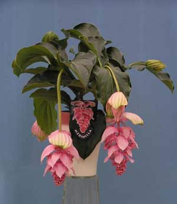 Мединилла великолепная (Medinilla magnifica)