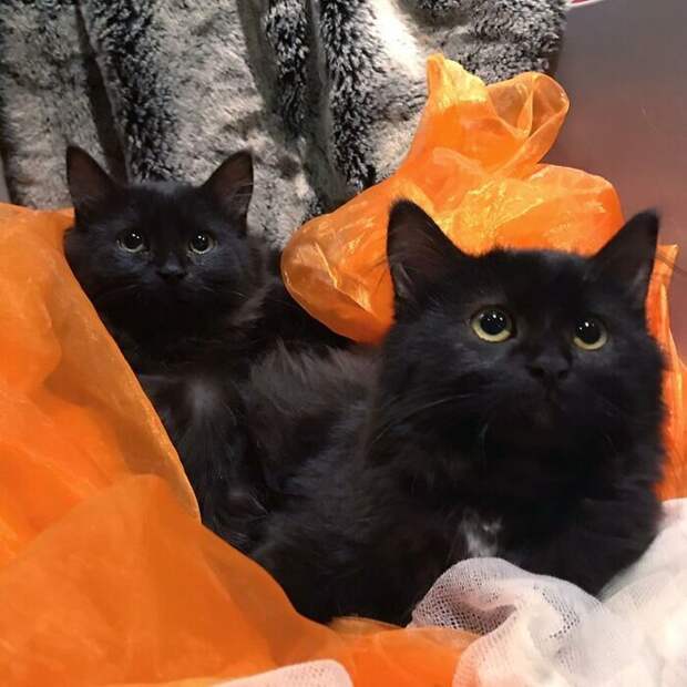 котята, черные кошки