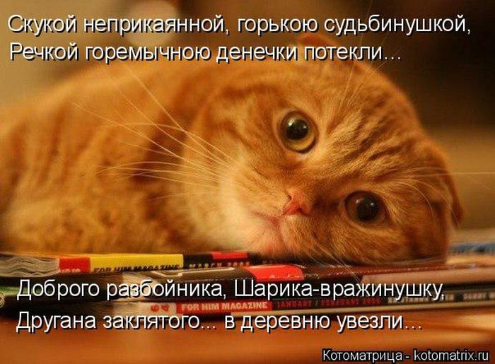 Лучшие котоматрицы недели