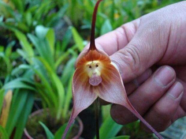 Обезьянья орхидея