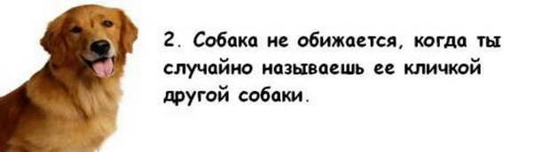 Почему собака лучше жены
