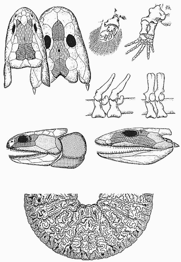 Преемственность анатомических структур (череп, конечности и позвонки) кистеперых рыб и амфибий: идентичные кости черепа имеют одинаковую заливку; идентичные кости обозначены одинаковыми буквами