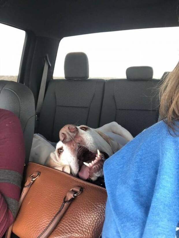 Уморительные фото собак в машинах, которые подарят порцию позитива