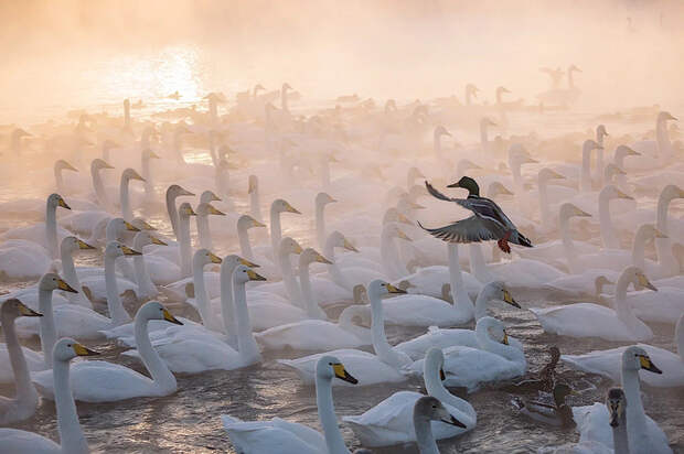 Алтайская зимовка открывает зимний сезон в Алтайском крае