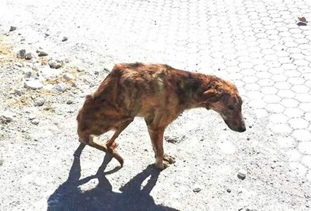 Туристы нашли на улице собаку со сломанной спиной и забрали домой